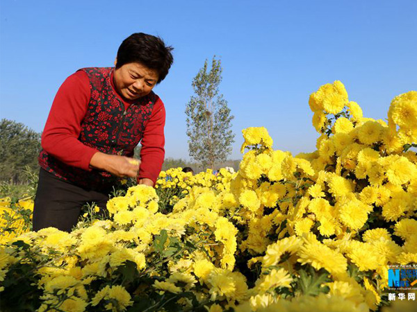 菊花烘干機(jī)