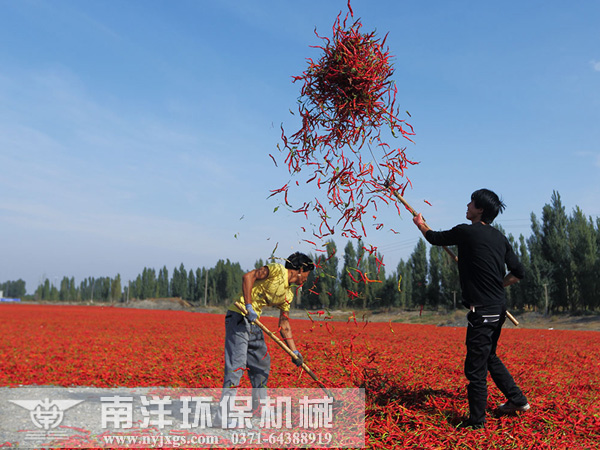 辣椒人工晾曬